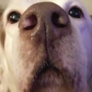 Meet your Posher, Roberto